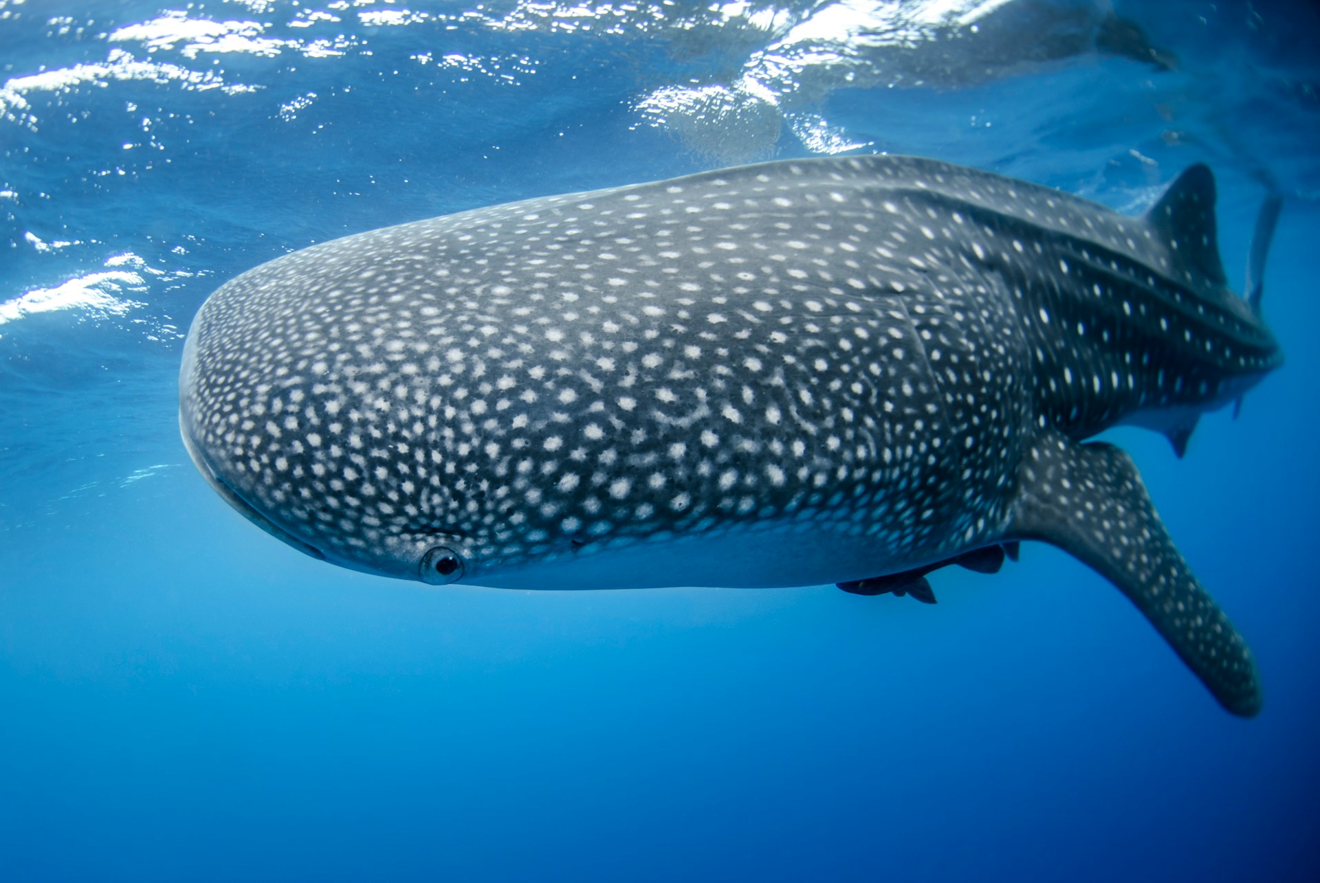 Swimming with a Whale Shark