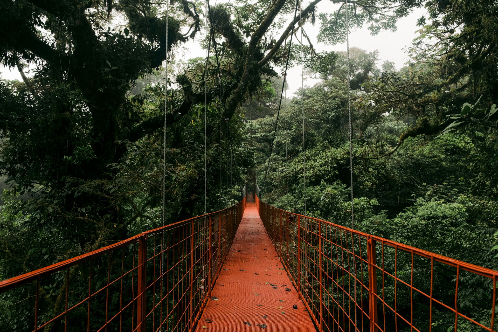 Daintree Rainforest Canopy