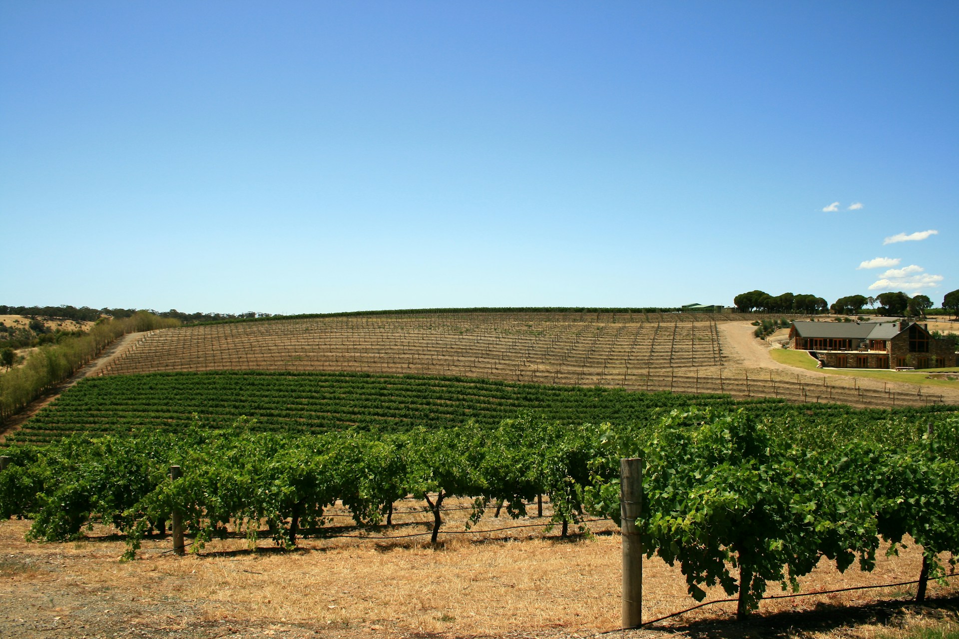Barossa Valley vineyard
